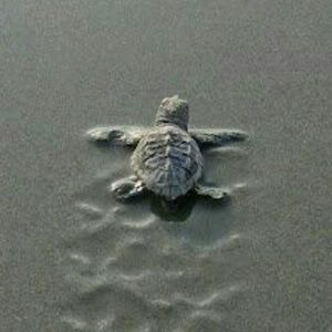 Meet your Posher, Heidi